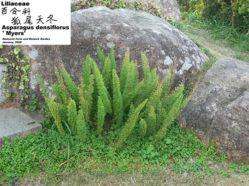 شویدی دم روباهی